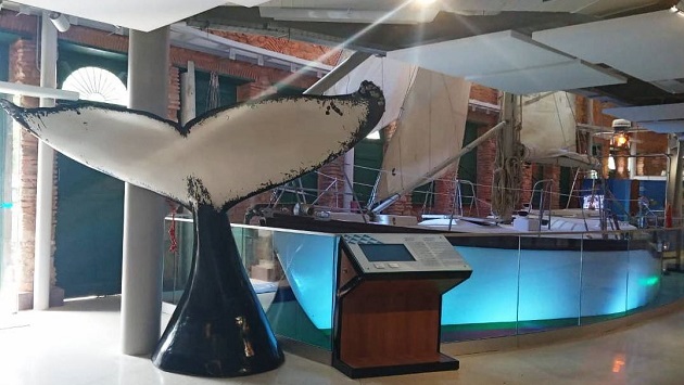 Exposição no Museu do Mar celebra os 30 anos do Projeto Baleia Jubarte
